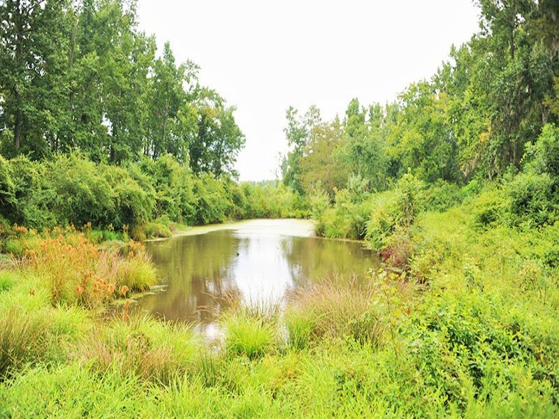Farming and Timber Tract with Pond : Marion : Marion County : South Carolina