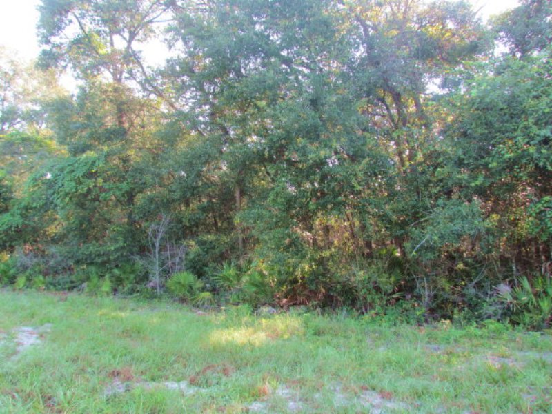 5 Ac On Paved Road 770626 : Old Town : Dixie County : Florida