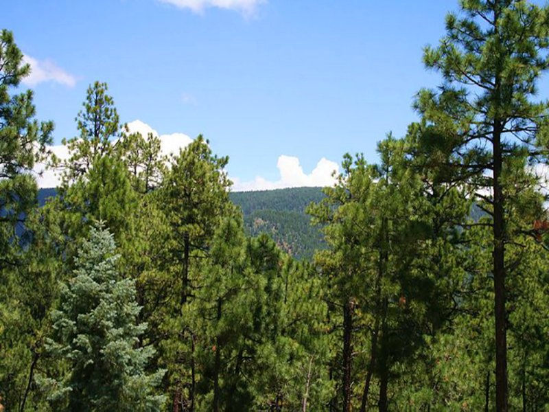 8 Acre Forested Northern AZ Estate : Alpine : Apache County : Arizona