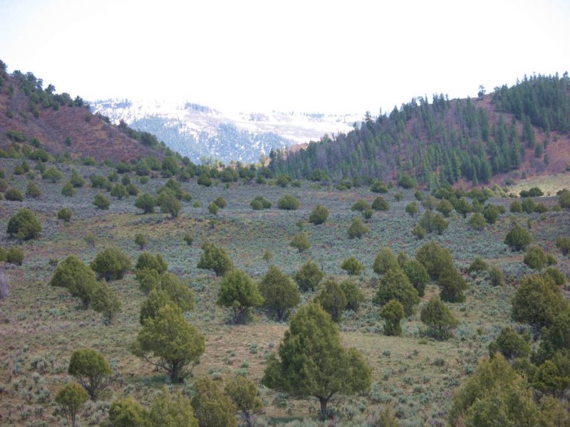 Pinon Hills Ranch Lot 34 : Pagosa Springs : Archuleta County : Colorado