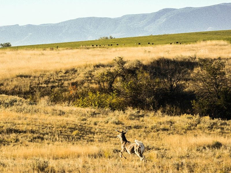 Mydland Ranch : Sheridan : Sheridan County : Wyoming