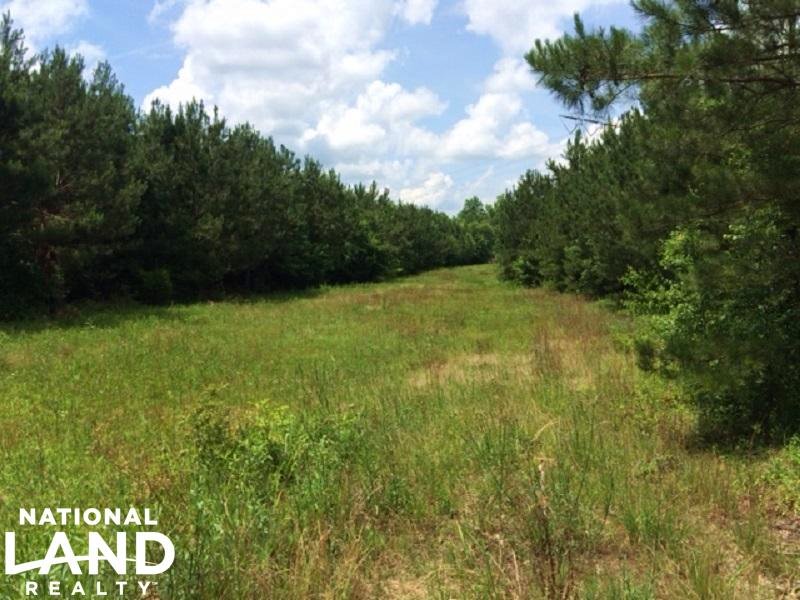 96 Acre Timber & Hunting Tract : Fayette : Fayette County : Alabama