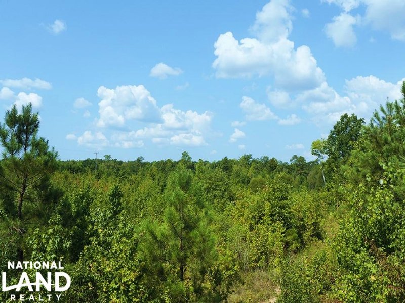 Wadesboro Hunting & Timber Investme : Wadesboro : Anson County : North Carolina
