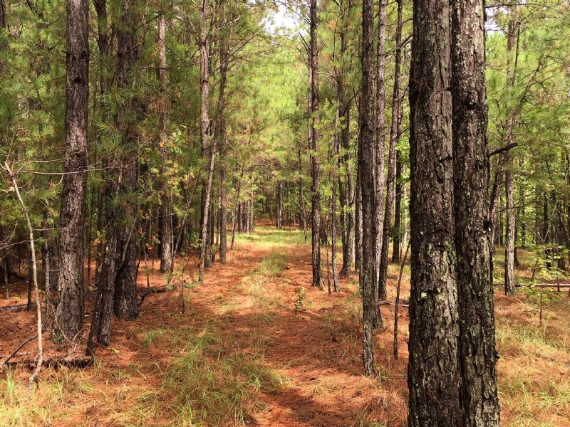 35 Acres : Sturgis : Choctaw County : Mississippi