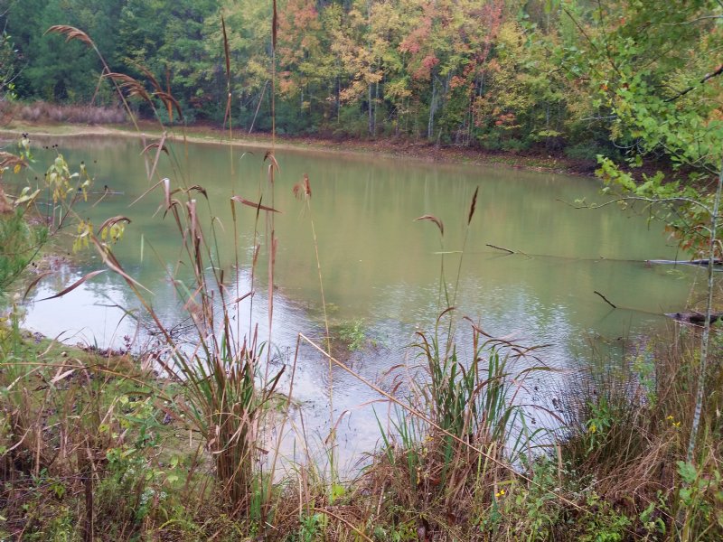 Beeman Creek Tract : Troy : Pike County : Alabama