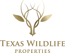 Marc Dupre @ Texas Wildlife Properties
