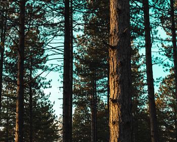 Are We Forecasting Timber Prices or Explaining the Past?
