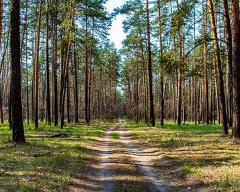 Are We Pricing Timberland to Perfection?