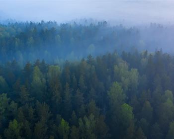 Effective Analysis of Timber Markets Tells a Story