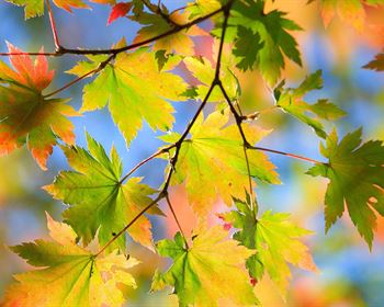 Fall is a Great Time to Add Trees to the Landscape