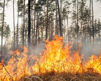 Fired Up to Maintain Healthy, Productive Forests