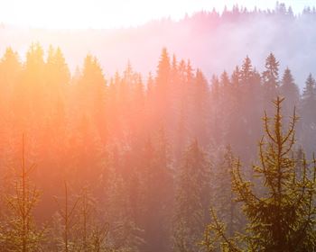 Forest Carbon Markets Continue to Develop – Part II
