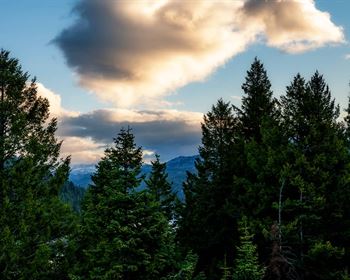 Forest Carbon Terms and Rules of Thumb for Timberland Investors