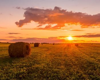 Getting Real: Do I Need a Land Agent?
