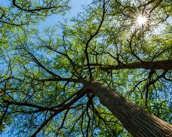 How Could Forest Carbon Markets Affect Timberland Investments?