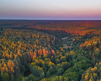 How to Baseline Timber Prices for Forecasts and Forest Valuations