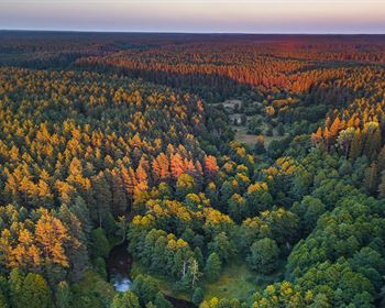 Important Considerations for Timberland Purchase and Management Method