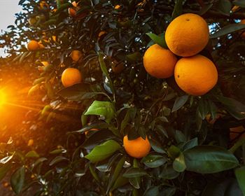 Land Q&A: Buying Land and Making a Living as a Farmer