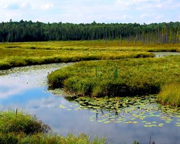 Outlining the Differences In WRP and CRP