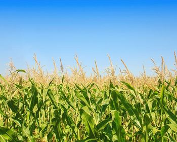 Pulse: Majority in Support of Farmland Preservation Policies