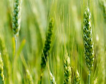 Pulse: Public Divided on Opening CRP Land for Emergency Cropping
