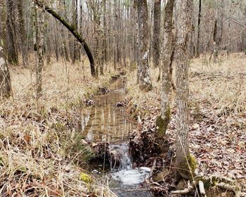 Quality Hunting Property with Significant Timber Value