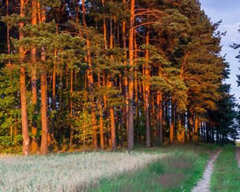 Selling Timber: Key Considerations for Landowners