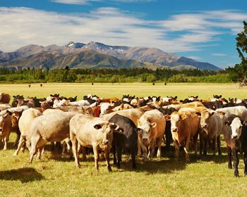 So You Want to Buy a Cattle Ranch?