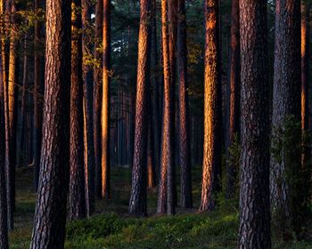 Thinking About Timberland Investment Exposure to Interest Rates and Default Risk