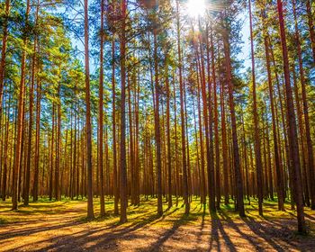 Thinking Big: Managing and Protecting Southern Forests with AI