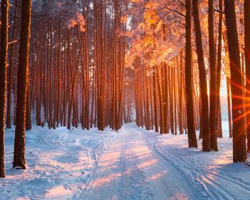 Timberland Investments and the Current Challenge to Place Capital