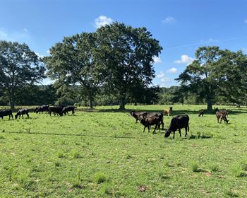 Turnkey Cattle Ranch with Home, Barns