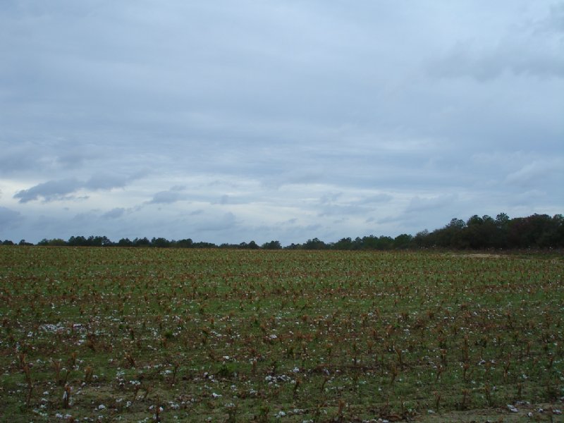 117 Acres Of Farmland : Hartsfield : Colquitt County : Georgia