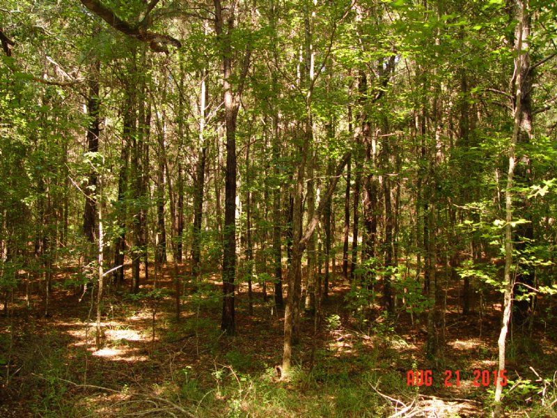 Goneke : Repton : Conecuh County : Alabama