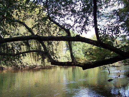 5.76 Acre Edisto River Tract : Branchville : Bamberg County : South Carolina