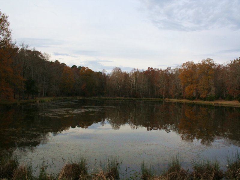 Sportsman's Paradise 70+ Acres : Lincolnton : Lincoln County : Georgia