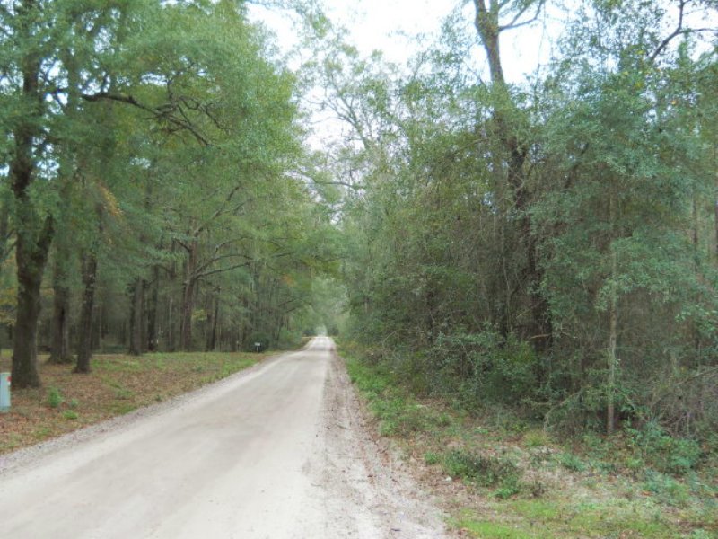 123 Acres Of Planted Pines : Live Oak : Suwannee County : Florida