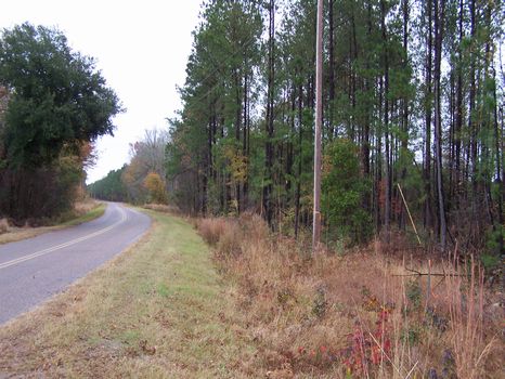 Big Goethe Tract - 488 Acres : Estill : Hampton County : South Carolina