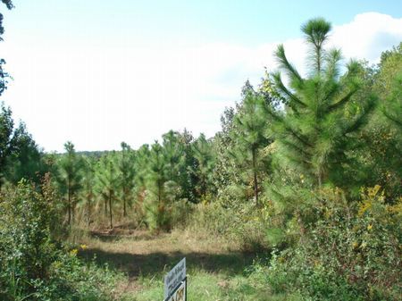 206 Acres Rayonier Timberland : Mcrae : Telfair County : Georgia