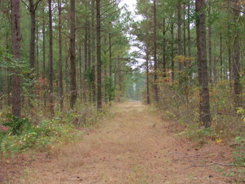 232 Timber Investment : Buena Vista : Marion County : Georgia