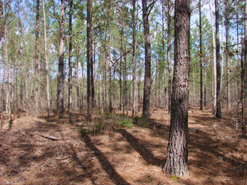 Hunting and Timber Investment : Buena Vista : Marion County : Georgia
