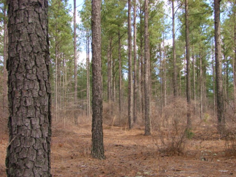 Timber Investment Property : Butler : Taylor County : Georgia