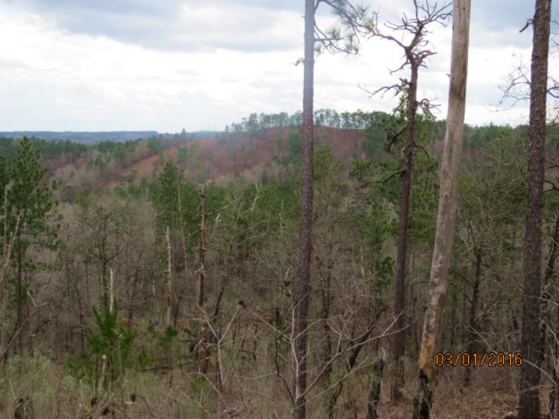 Hunting Land and Beautiful Timber : Rockford : Coosa County : Alabama