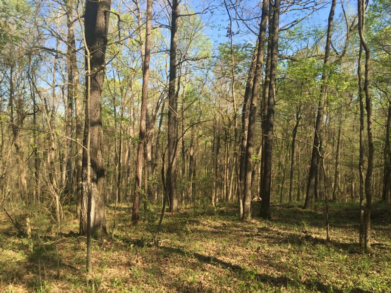 15± Acres - Colaparchee Rd : Macon : Bibb County : Georgia