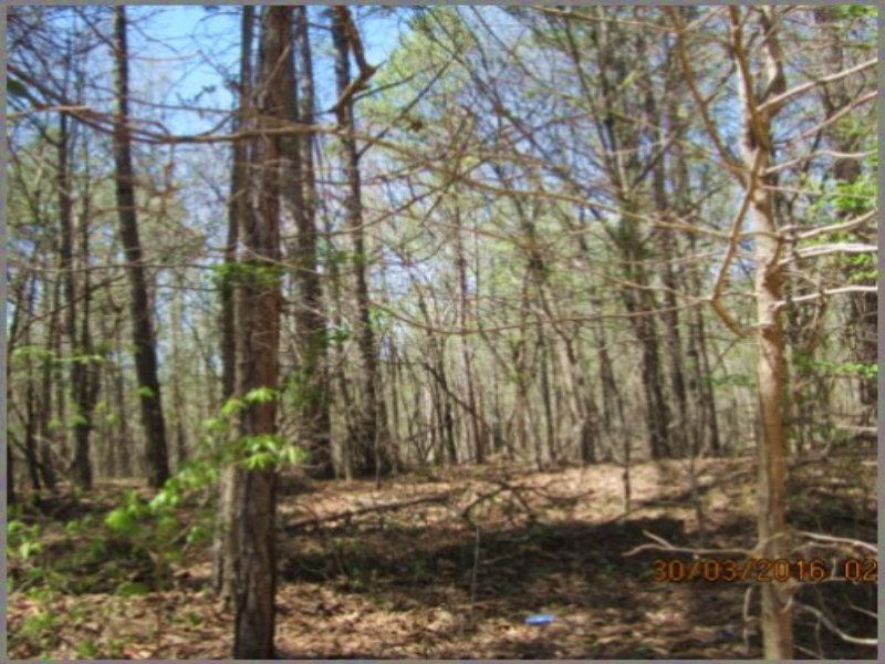 19.00 Acres Hunting Land, Mountain : Blue Mountain : Tippah County : Mississippi