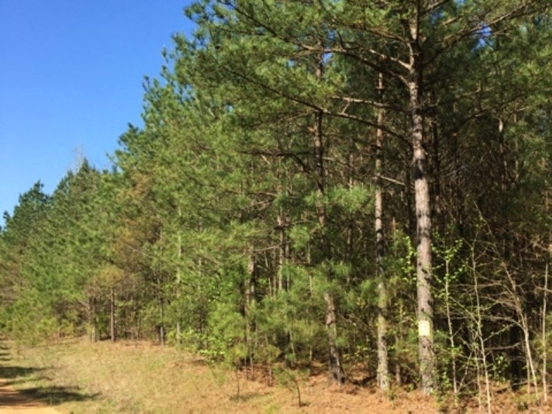 70 Acres for Sale : Mccool : Choctaw County : Mississippi