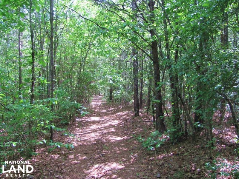Columbiana Timber & Hunting Land : Columbiana : Shelby County : Alabama