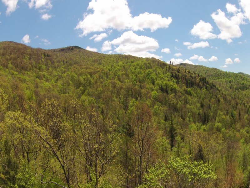 Susie Peak Forest : Ira : Rutland County : Vermont