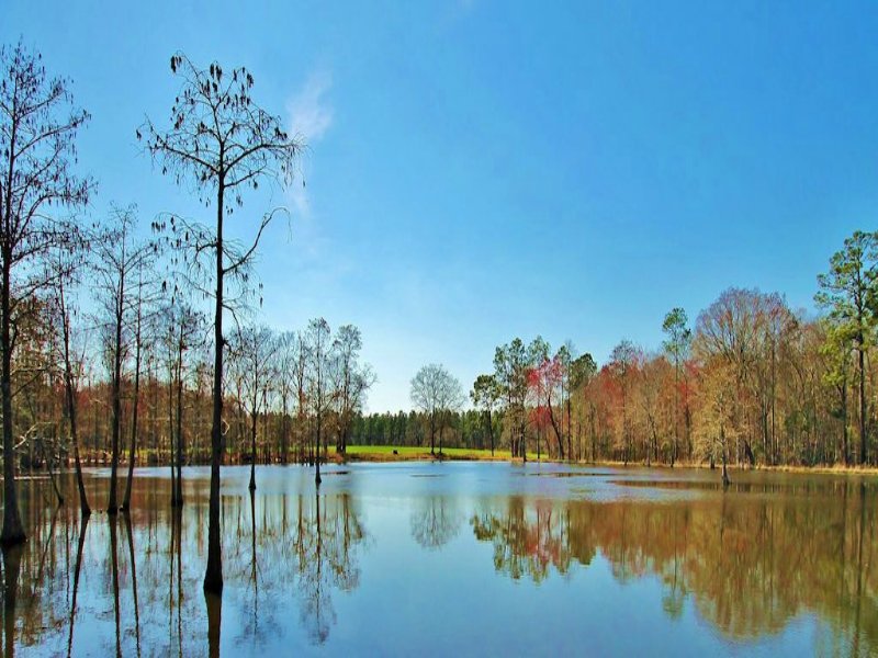 Cypress Pond Worth County, Ga Land for Sale in Sylvester, Worth