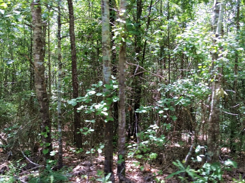 Gales 26 Acre Tract : Marion : Perry County : Alabama